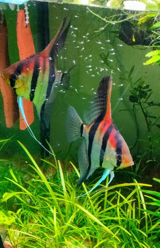Due pesci angelo d'acqua dolce con strisce nere e rosse, pinne lunghe e filiformi blu, in un acquario con piante verdi e avannotti.