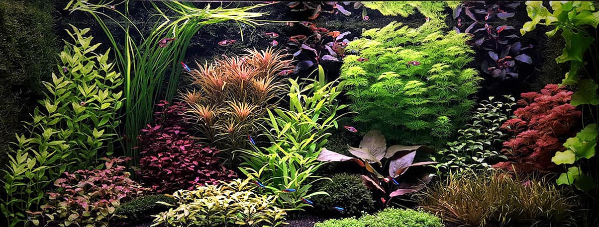 Acquario olandese lussureggiante con piante acquatiche colorate (verdi, rosse, viola) e piccoli pesci tropicali. Le piante sono disposte in modo da creare un paesaggio sottomarino rigoglioso.
