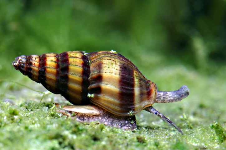 Una lumaca Anentome helena con un guscio a spirale a strisce gialle e marroni, che striscia su un letto di muschio verde. La lumaca ha un corpo grigio chiaro e due lunghe antenne.