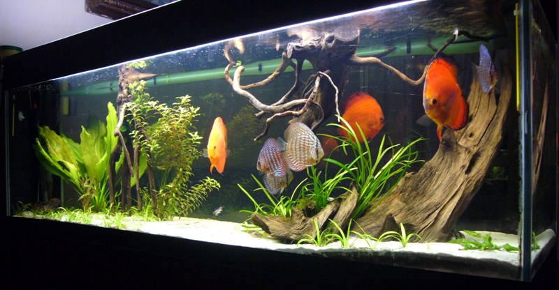 discus