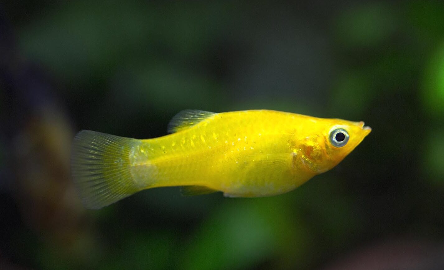 Fotografia di un pesce Molly dorato, con corpo giallo brillante e pinne traslucide, che nuota in un acquario con sfondo scuro.