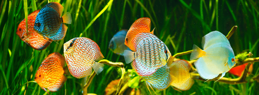 colored-discus-fish-wattley-discus