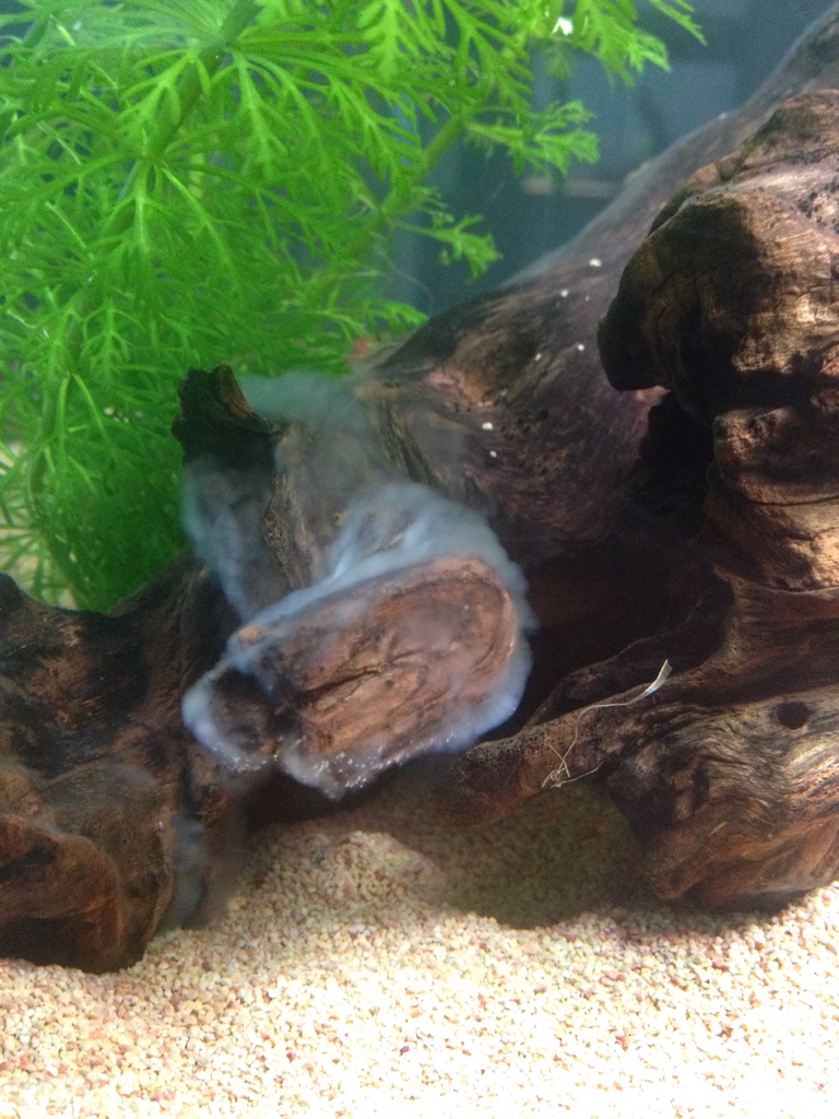 Immagine ravvicinata di una patina batterica bianca e traslucida che avvolge un tronco sommerso in un acquario, simile a fumo denso