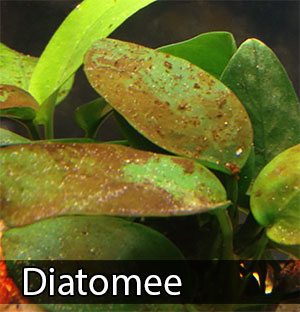 Foglie di pianta acquatica ricoperte da uno strato marrone-giallastro di diatomee, con la scritta "Diatomee" in basso.