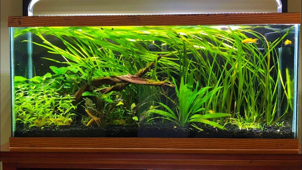Acquario di comunità con Vallisneria, legno flottante e pesci piccoli.