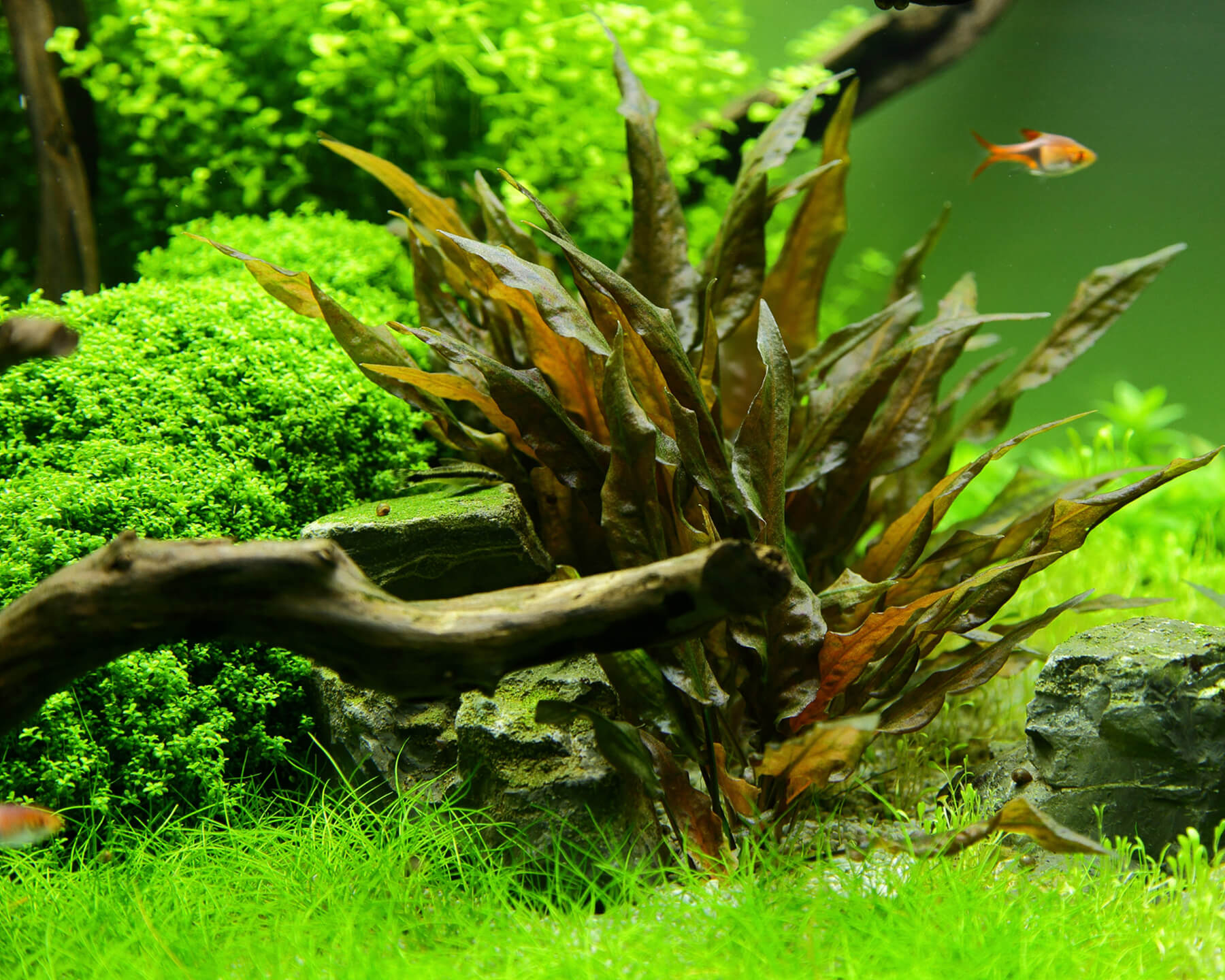Fotografia di una pianta Cryptocoryne Wendtii con foglie marroni e verdi in un acquario ben piantumato, con pesci rossi che nuotano sullo sfondo.